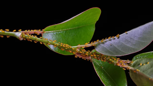 lice, aphids, louse colony, pests, infestation, pest infestation, lice, lice, aphids, aphids, aphids, aphids, aphids, pests, pests. Pest Control Service Agreement Cancellation Policy Guide