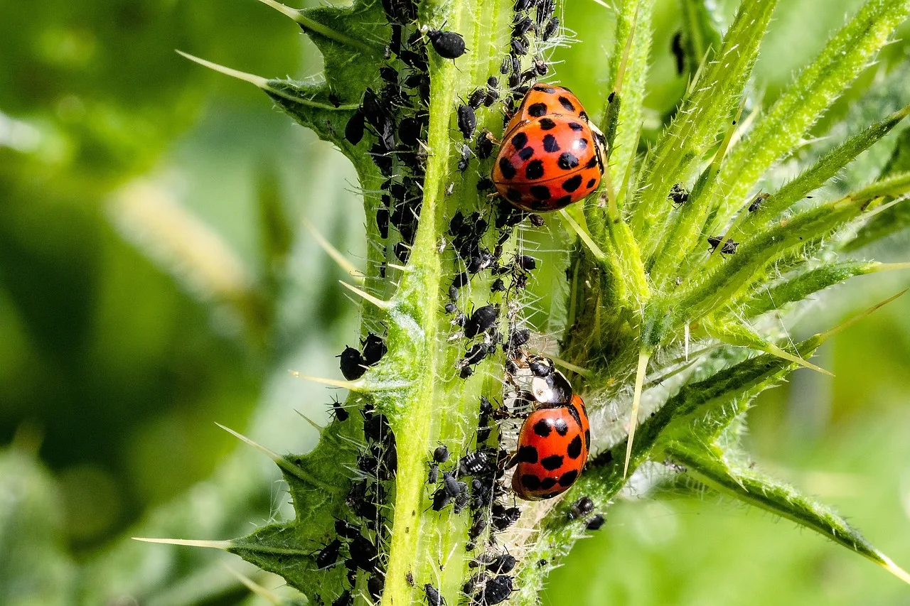 ladybug, asian ladybug, a lot of colored, harlequin-ladybird, harmonia axyridis, coccinellidae, pairing, black aphids, biological pest control, thistle, sting, haired, close up, nature, food intake, ladybug, ladybug, ladybug, ladybug, ladybug, harmonia axyridis, harmonia axyridis, coccinellidae. Reviewing pest control services: strengths, gaps and a verdict