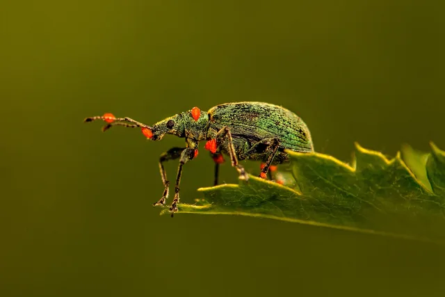 weevil, beetle, leaf, insect, bug, pest, animal, nature, macro, closeup, beetle, beetle, beetle, beetle, beetle, bug, bug, bug, bug, pest. What pest control software should measure for 2027