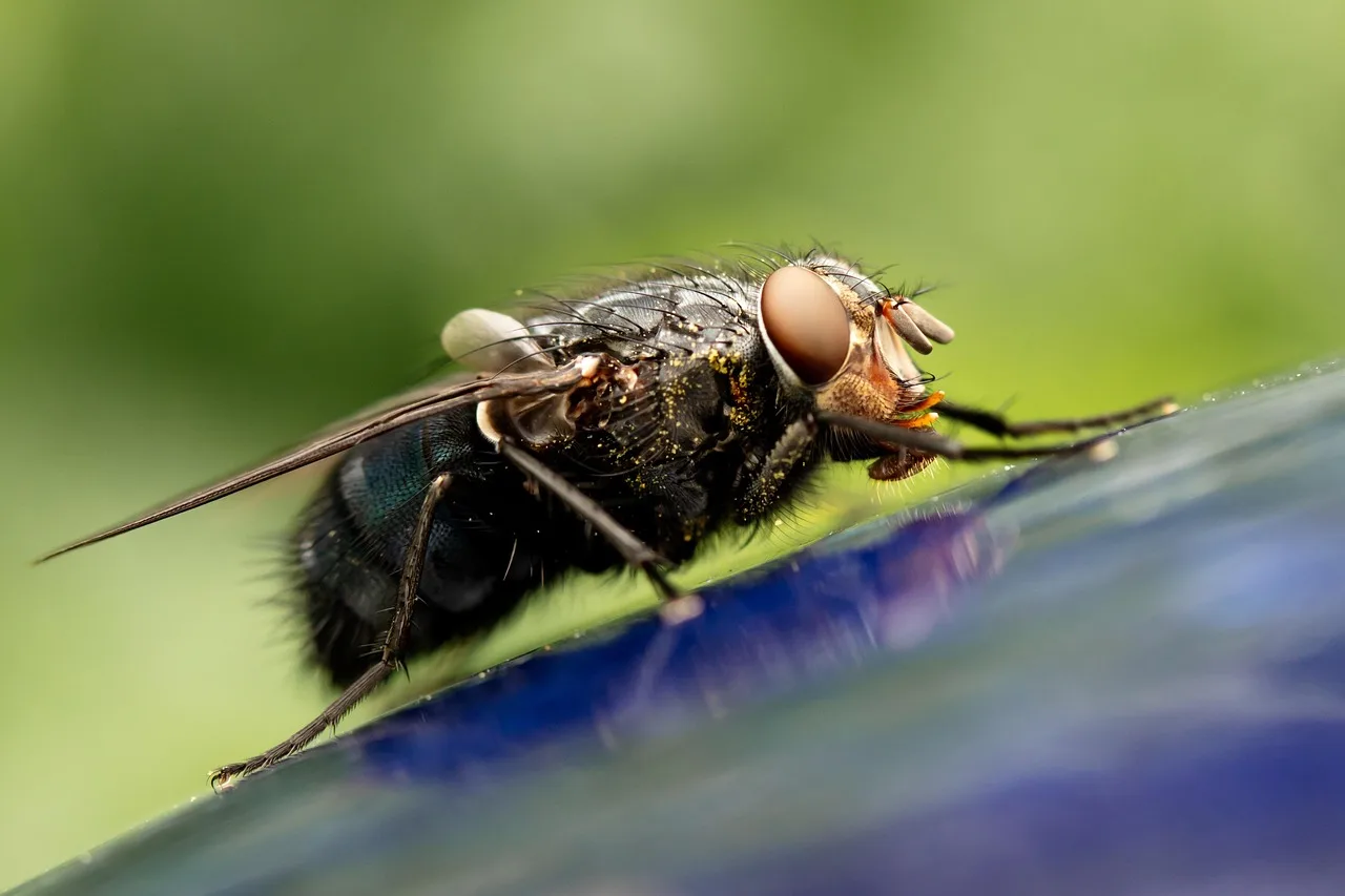 housefly, fly, insect, compound eyes, brachycera, nature, macro, closeup, housefly, housefly, housefly, housefly, housefly. Pest control SOP checklist: office open to close
