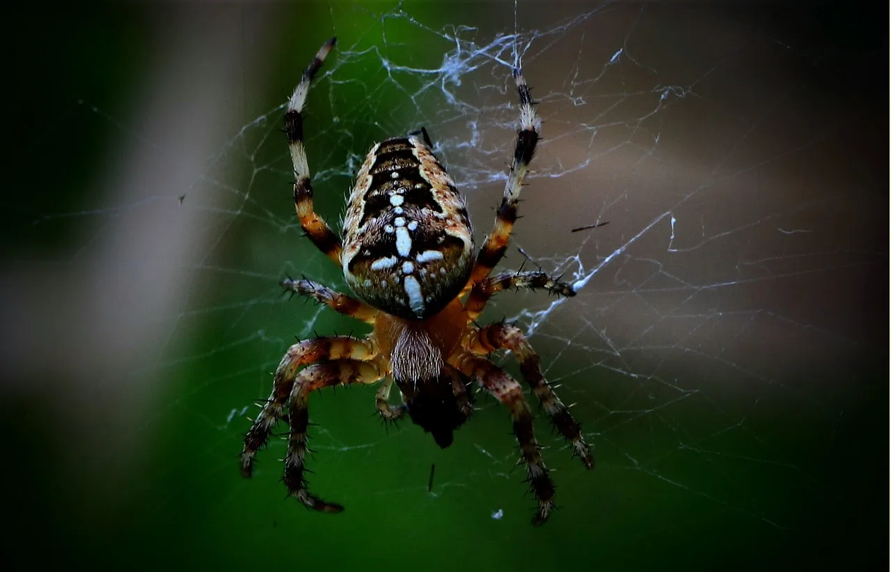 spider, web, cross, spider web, insect, nature, close up, networking, araneus, animal, cobwebs, network, wildlife, pest control, animal portrait, pest control, pest control, pest control, pest control, pest control. How to start a pest control business that fits its market for 2027