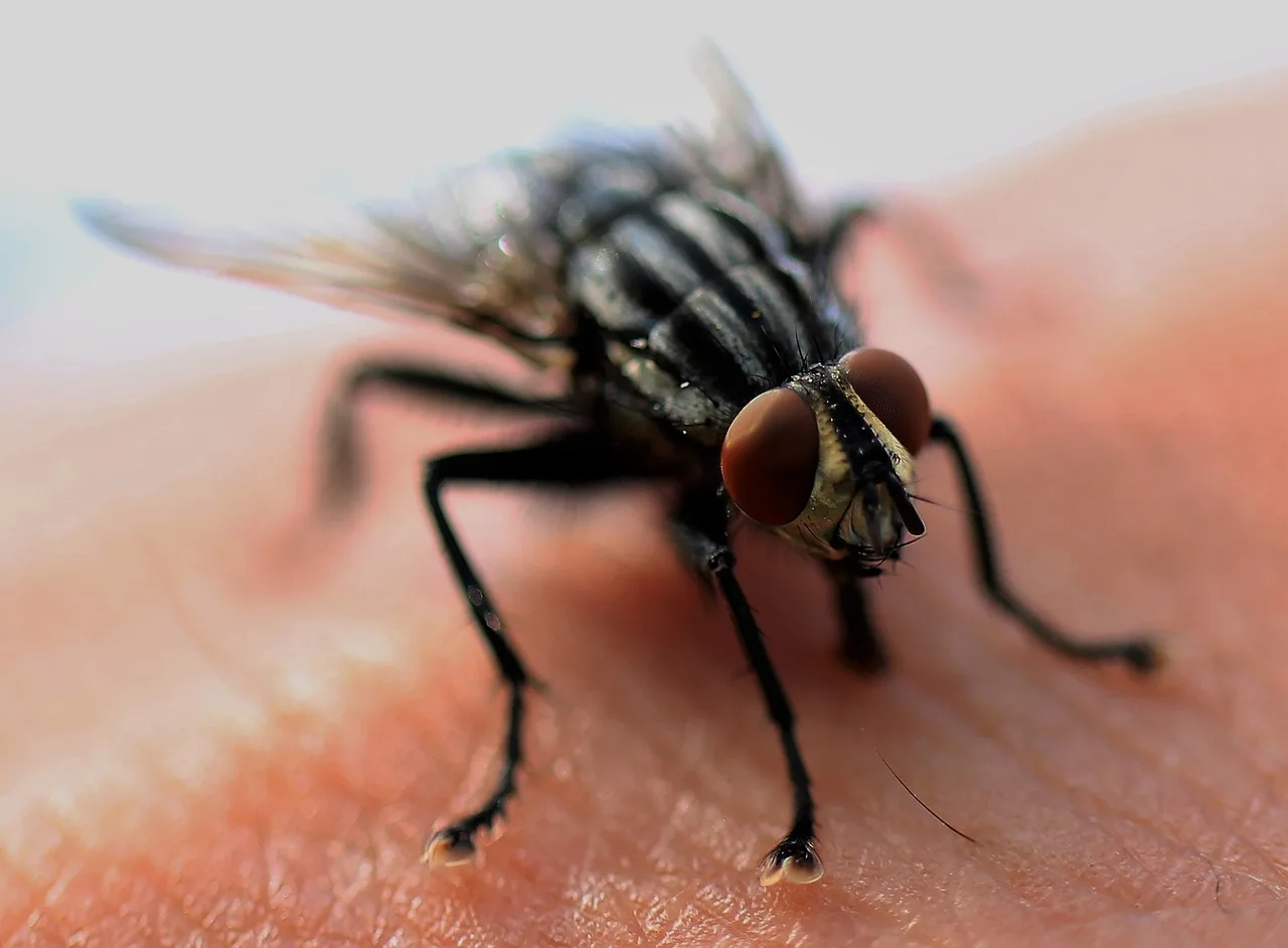 fly, housefly, hand, macro, insect, flying, nature, close up, wing, animals, wildlife, macro shot, insect macro, flying insect, pest control, animal portrait. How much a pest control business costs to open, and who lends for it