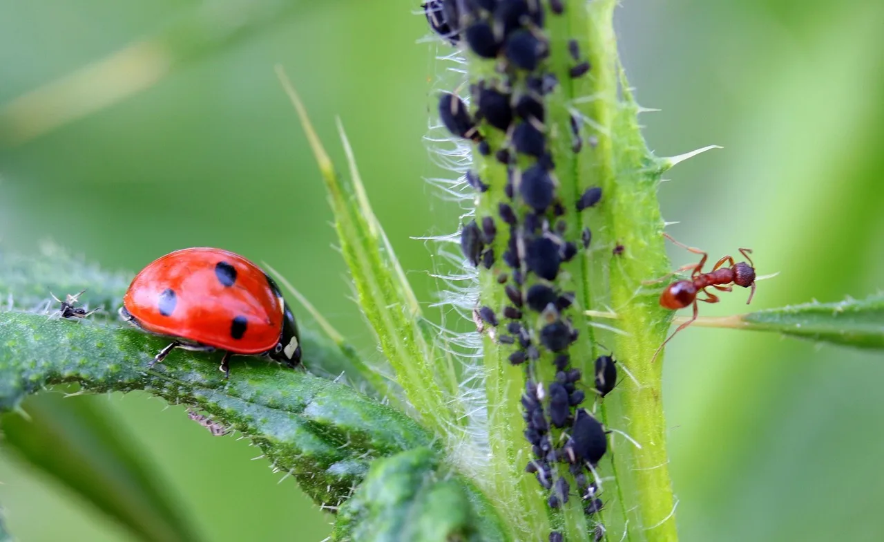 ladybug, beetle, coccinellidae, insect, nature, red, points, small, lucky charm, foraging, aphids, thistle, ant, insects, insect infestation, infestation, natural pest control, aphids, aphids, aphids, aphids, aphids. 4 details of pest control trends people miss
