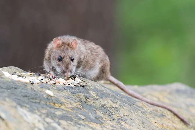 brown rat, animal, rodent, rat, feed, close up, nature, googly eyes, rat, rat, rat, rat, rat. Rodent control plans for New York City multifamily buildings