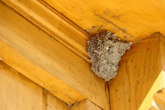wasp, hornet, insect, animal, close up, pest control, nature, nest, useful, wildlife, sting, wing, yellow. How US state pest control licensing boards differ for a new business