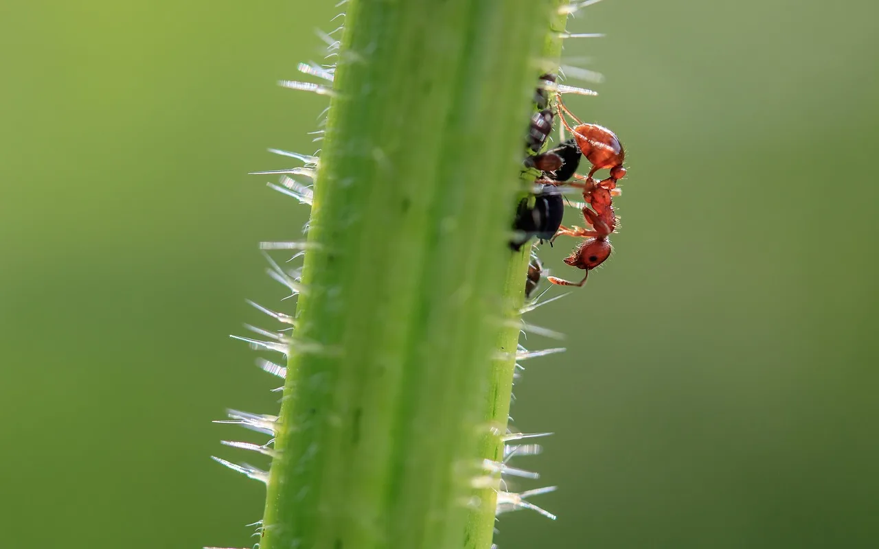 brown wegameise, lasius brunneus, ant, tiny, path ant, foraging, nature, animal, aphids, the stem of a nettle, close up, natural pest control, ant, ant, ant, ant, ant. Which licences a pest control business cannot skip